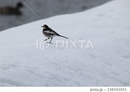 雪上を歩くハクセキレイ 136541031