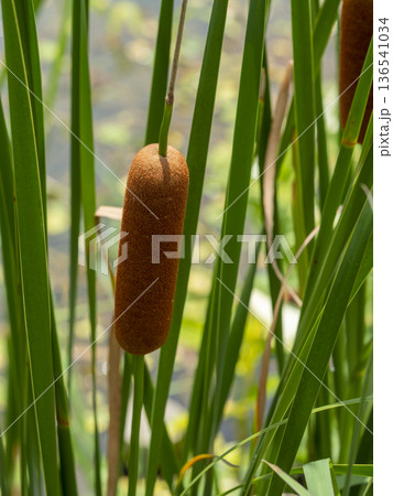 ガマの穂のクローズアップ 136541034