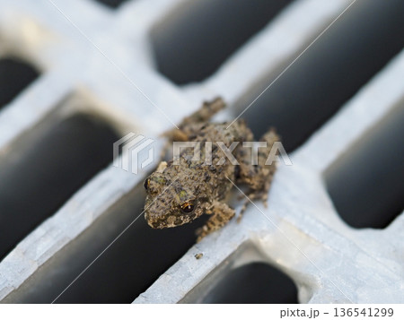 排水口の蓋に乗るツチガエル 136541299