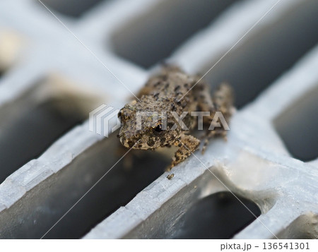 排水口の蓋に乗るツチガエル 136541301