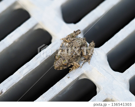 排水口の蓋に乗るツチガエル 排水口の蓋に乗るツチガエル 136541303