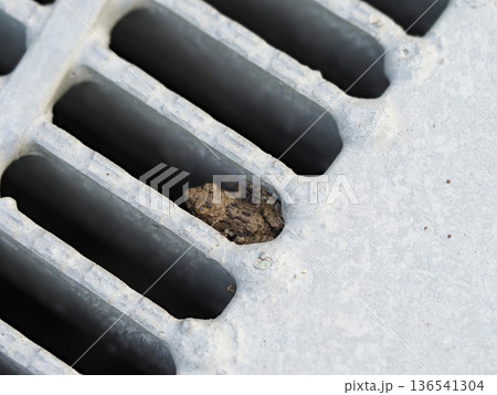 排水口の蓋に乗るツチガエル 136541304