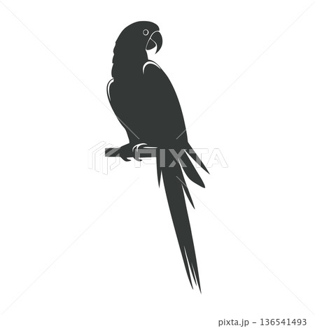 Parrot silhouette isolated on white background. Vector bird illustration. 136541493