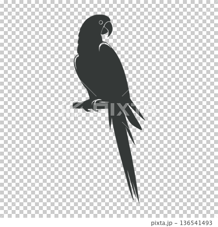 Parrot silhouette isolated on white background. Vector bird illustration. 136541493
