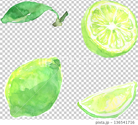 水彩で描いたライムのイラスト　ベクター 136541716