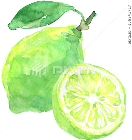 水彩で描いたライムのイラスト　ベクター 136541717