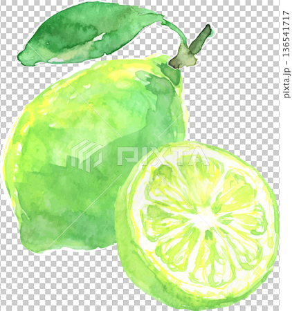 水彩で描いたライムのイラスト　ベクター 136541717