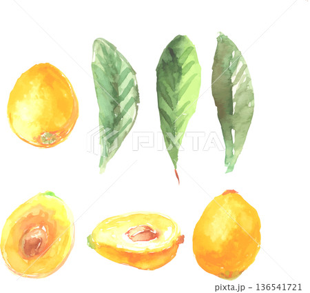 水彩で描いたびわのイラスト 136541721