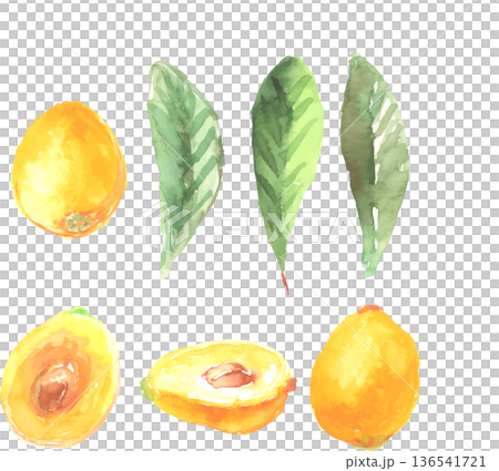 水彩で描いたびわのイラスト 136541721