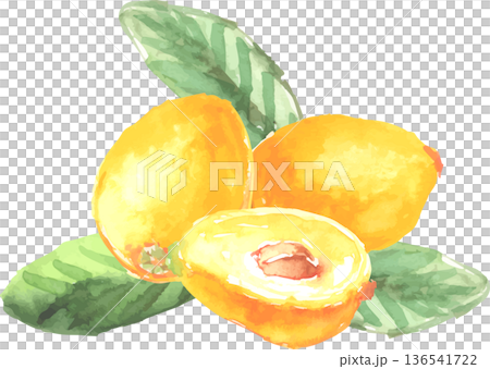 水彩で描いたびわのイラスト ベクター 水彩で描いたびわのイラスト ベクター 136541722