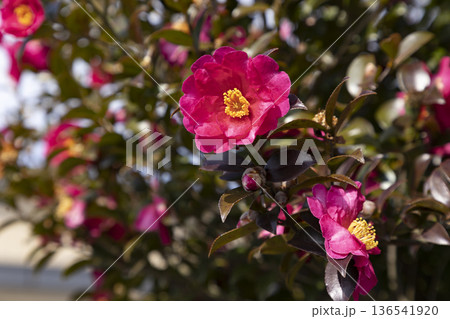 赤い椿さざんかの花 136541920