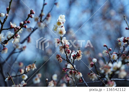 春の訪れを告げる梅の花 春の訪れを告げる梅の花 136542112