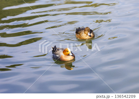 池にうかぶヒドリガモ 池にうかぶヒドリガモ 136542209