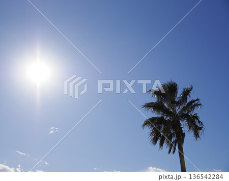 ヤシの木 ヤシの木 136542284