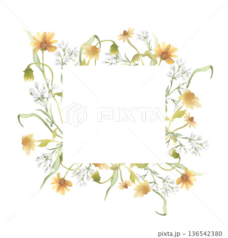 Wildflower square frame with yellow and white blossoms isolated on white. Soft watercolor meadow grass arrangement for invitation or greeting card template. Botanical blank neutral colors for you text 136542380