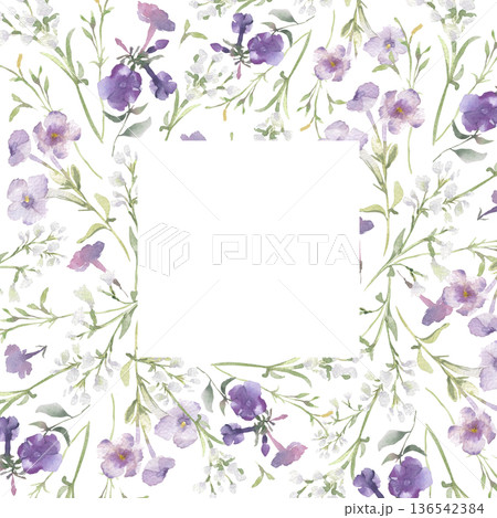 Purple petal phlox flowers and wild herbs watercolor square frame pastel colors isolated white. Delicate floral border with soft meadow grass foliage. Wildflower drawing for wedding invitation. 136542384