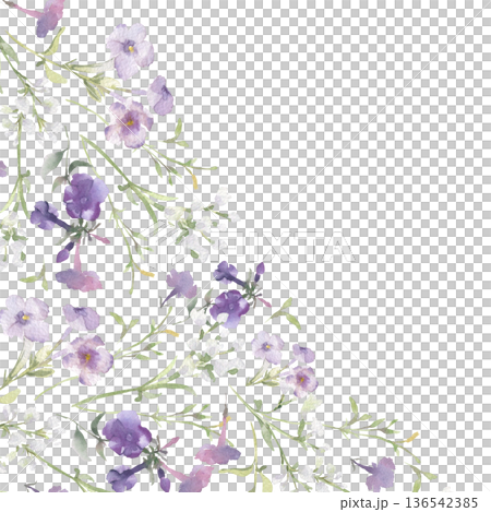 Watercolor lilac and white wildflowers with green leaves corner border with place for text. Delicate floral design with a botanical elements for a greeting card. Phlox and grass hand drawn frame. 136542385
