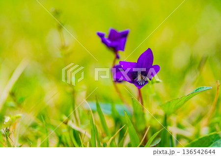 スミレの花　紫色系 136542644