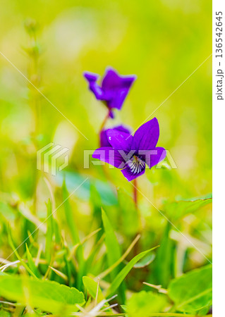 スミレの花　紫色系 136542645