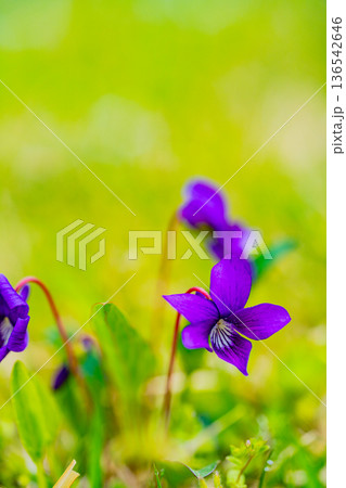 スミレの花　紫色系 136542646