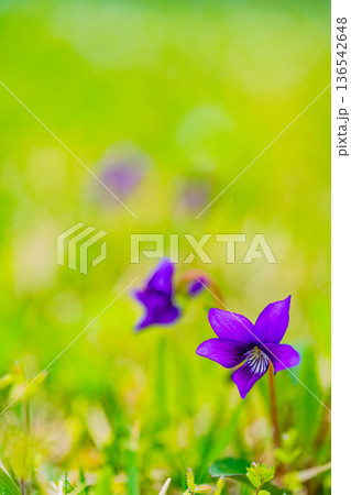 スミレの花　紫色系 136542648