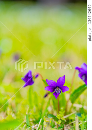 スミレの花　紫色系 136542649