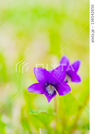 スミレの花 紫色系 スミレの花 紫色系 136542650