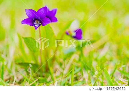 スミレの花　紫色系 136542651