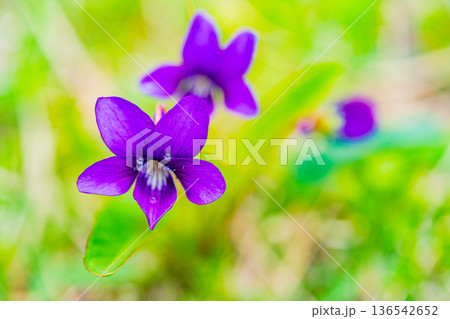 スミレの花　紫色系 136542652