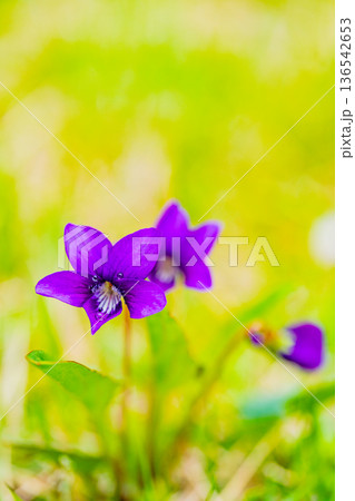 スミレの花　紫色系 136542653