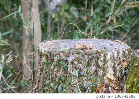 切り株の上のどんぐり 秋 里山 収集 素材 切り株の上のどんぐり 秋 里山 収集 素材 136542688