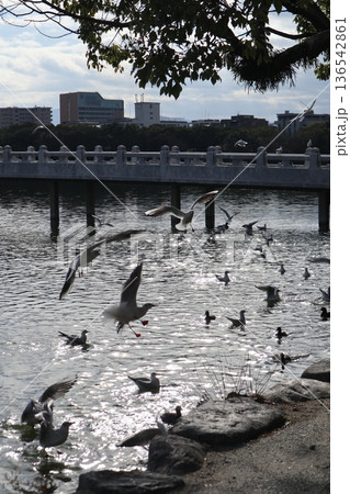 2024年・福岡・福岡市・風景・中央区大濠公園・大濠公園・其の四十一 2024年・福岡・福岡市・風景・中央区大濠公園・大濠公園・其の四十一 136542861