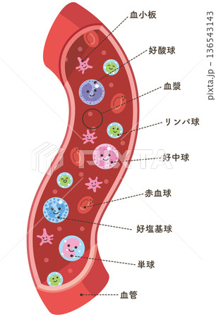 血管の中の様々な細胞タテ(名称あり) 血管の中の様々な細胞タテ(名称あり) 136543143