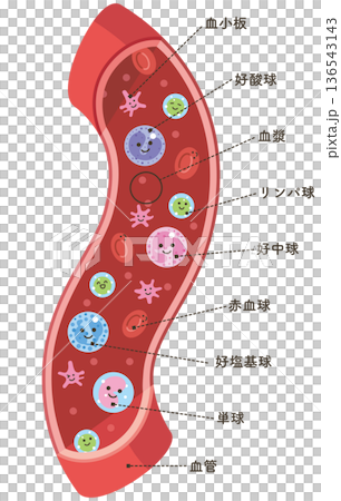 血管の中の様々な細胞タテ(名称あり) 血管の中の様々な細胞タテ(名称あり) 136543143