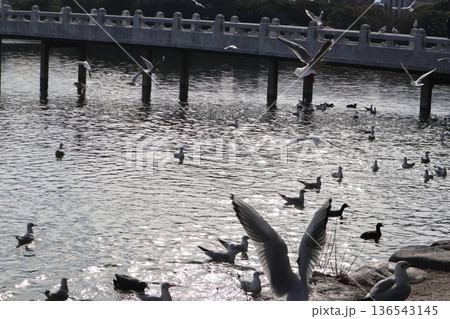 2024年・福岡・福岡市・風景・中央区大濠公園・大濠公園・其の四十二 2024年・福岡・福岡市・風景・中央区大濠公園・大濠公園・其の四十二 136543145