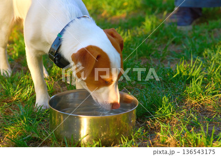 Thirsty. Jack Russell Terrier drinking water on grassy lawn 136543175