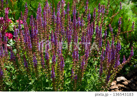 Spring mood.Pink magenta sage salvia flowers,meadow,lush vegetation Spring mood.Pink magenta sage salvia flowers,meadow,lush vegetation 136543183