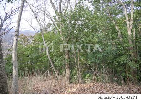 早春の山道 森 山 木々 森林浴 春 イメージ 早春の山道 森 山 木々 森林浴 春 イメージ 136543271