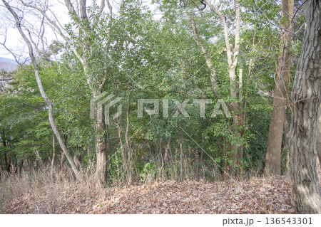 早春の山道 森 山 木々 森林浴 春 イメージ 136543301