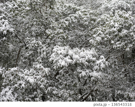雪が積もった木の枝 雪が積もった木の枝 136543318