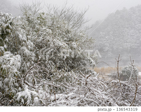 雪が積もった木の枝 136543319