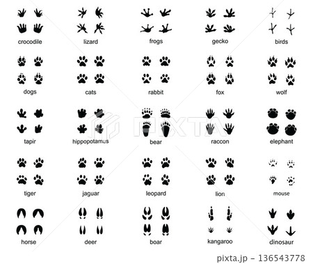 Set of footprints of wild animals, illustration of black silhouette Set of footprints of wild animals, illustration of black silhouette 136543778