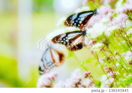 フジバカマにとまったアサギマダラ3頭 フジバカマにとまったアサギマダラ3頭 136543845