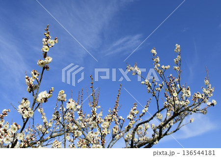 梅の花 136544181