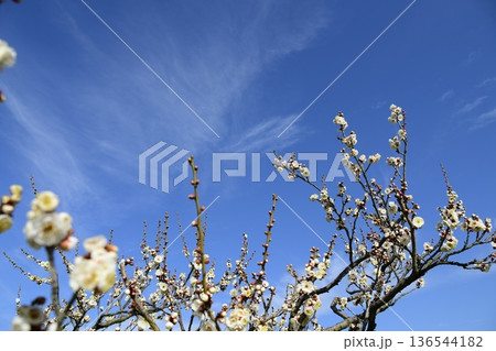 梅の花 136544182