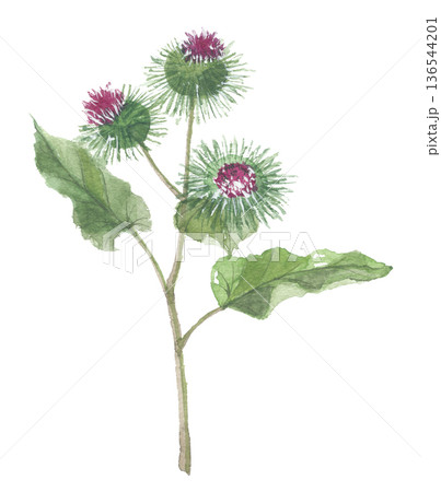 水彩で描いた ごぼう(牛蒡)の花 水彩で描いた ごぼう(牛蒡)の花 136544201