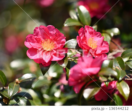 美しいサザンカ　(山茶花：Camellia sasanqua) 136544212