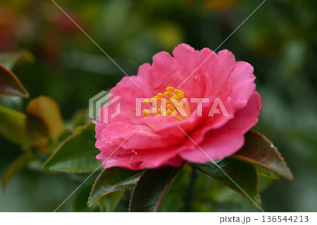 美しいサザンカ (山茶花:Camellia sasanqua) 美しいサザンカ (山茶花:Camellia sasanqua) 136544213
