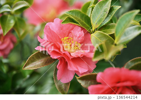 美しいサザンカ　(山茶花：Camellia sasanqua) 136544214
