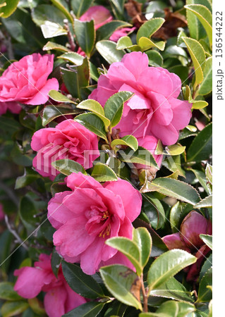 美しいサザンカ (山茶花:Camellia sasanqua) 美しいサザンカ (山茶花:Camellia sasanqua) 136544222
